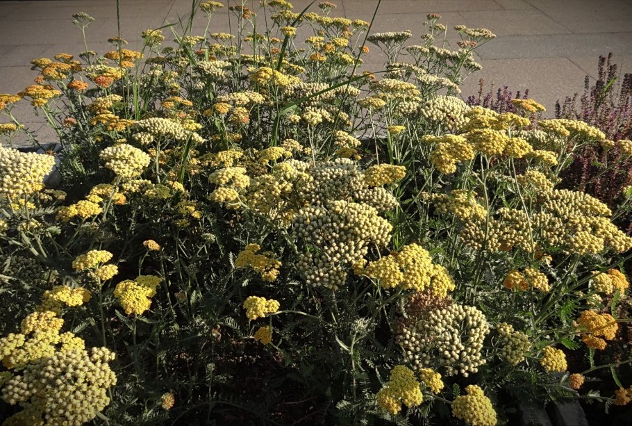 Тысячелистник пижмовый