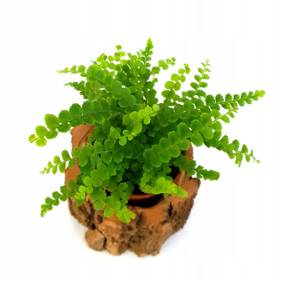 Нефролепис кордифолия