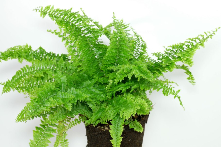 Папоротник комнатный Щитовник