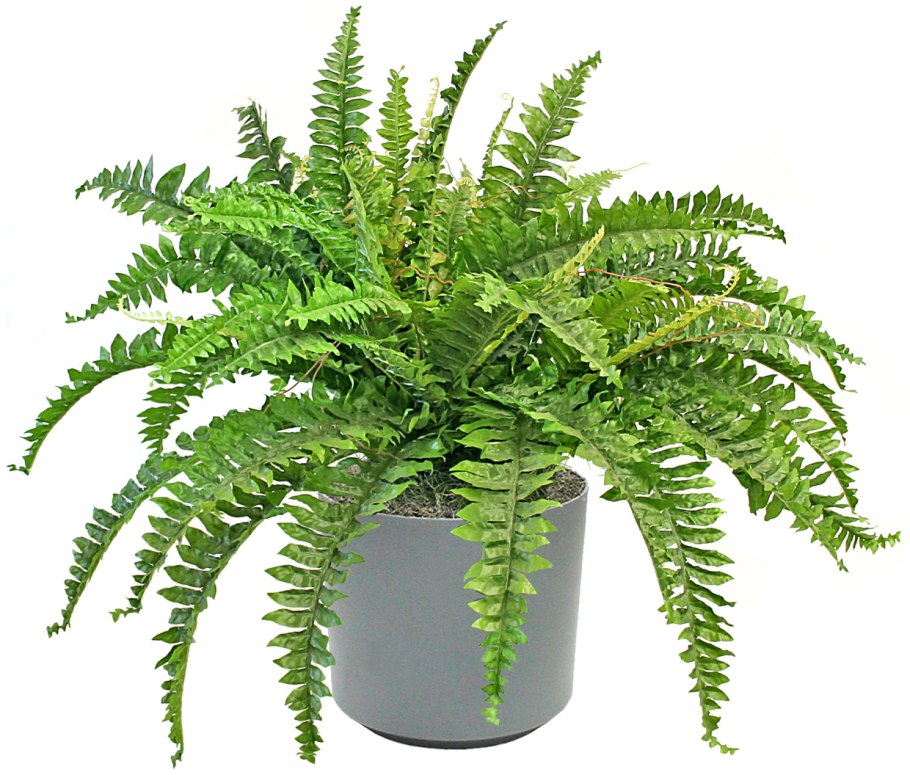 Папоротник домашний