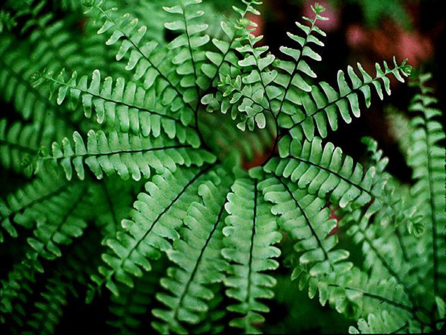 Нефролепис Бостон