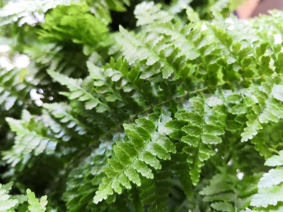 Нефролепис Грин леди