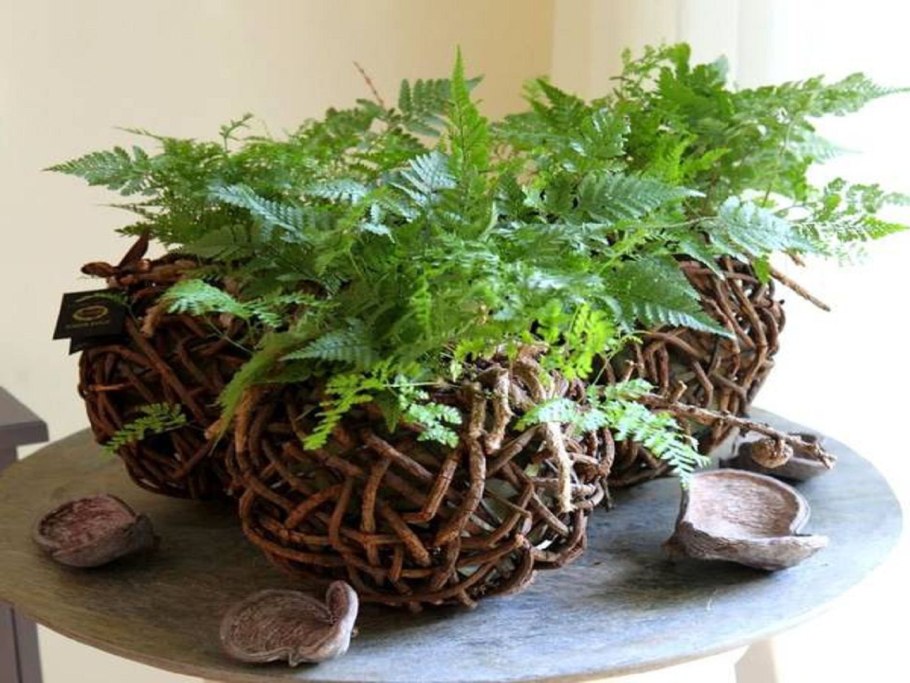 Страусник чернокоренный