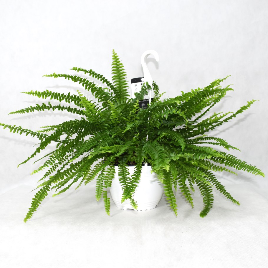 Нефролепис папоротник лес