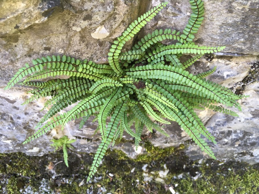 Асплениум бульбоносный, кочедыжник.
