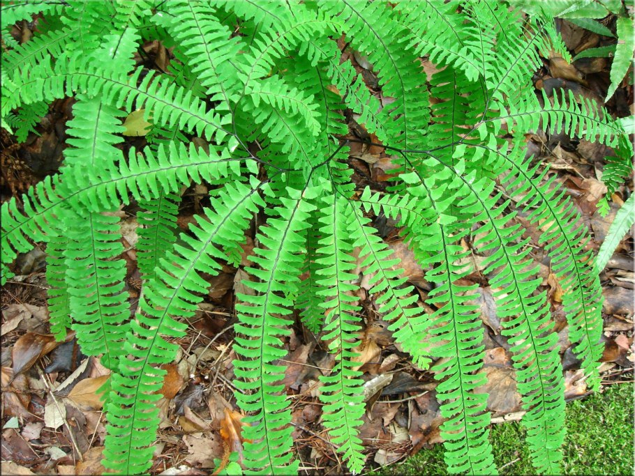 Блехнум папоротник