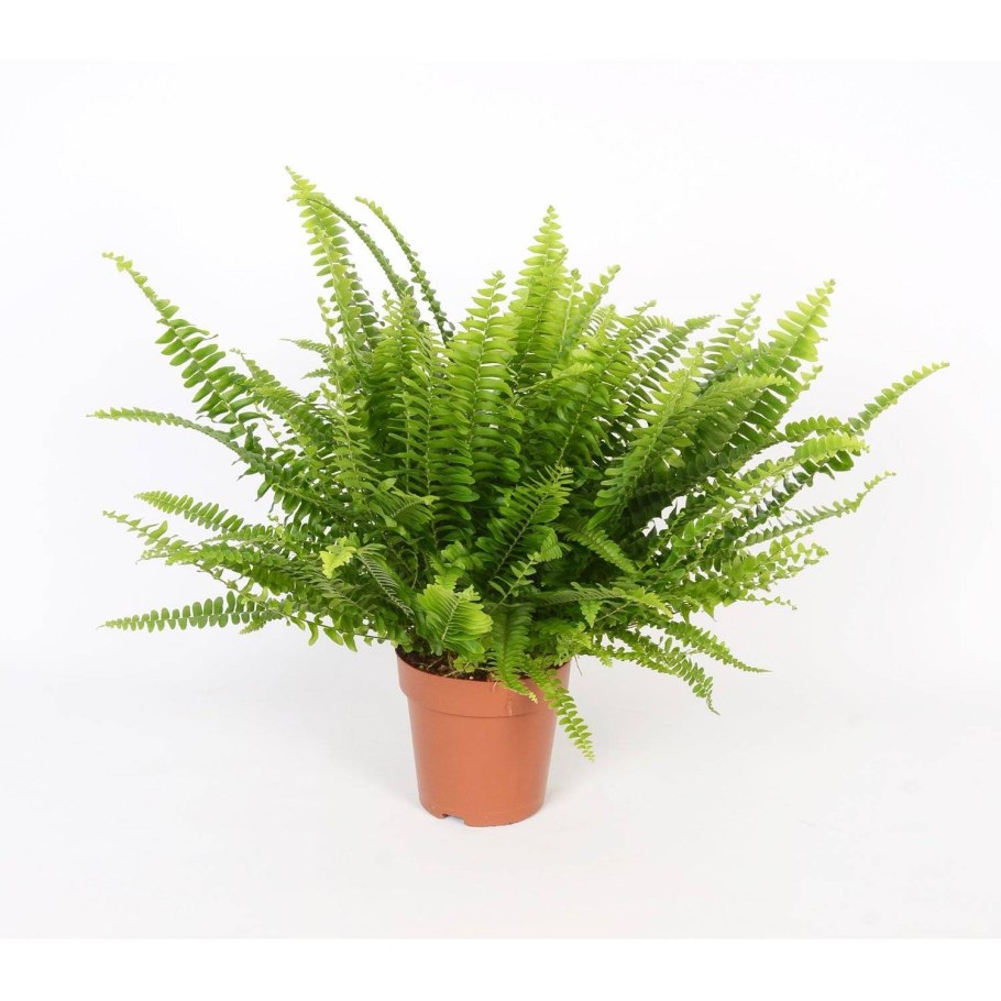 Нефролепис exaltata