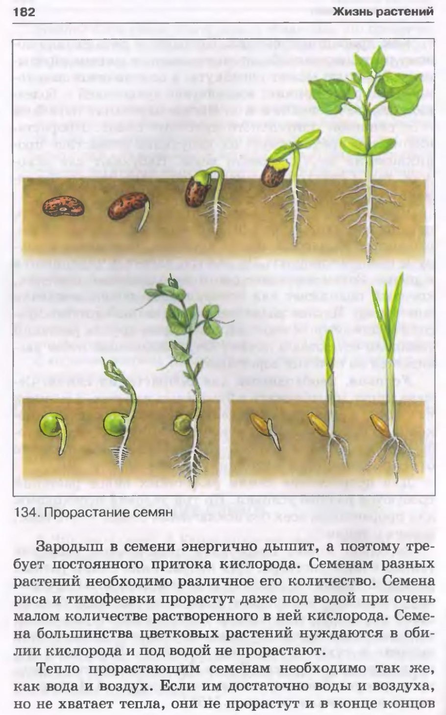 Черенкование корни гортензии