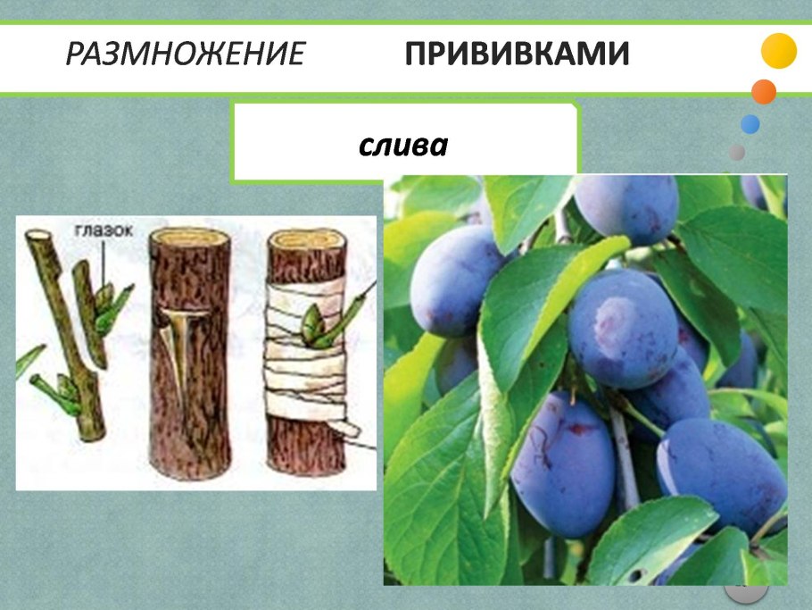 Слива размножение