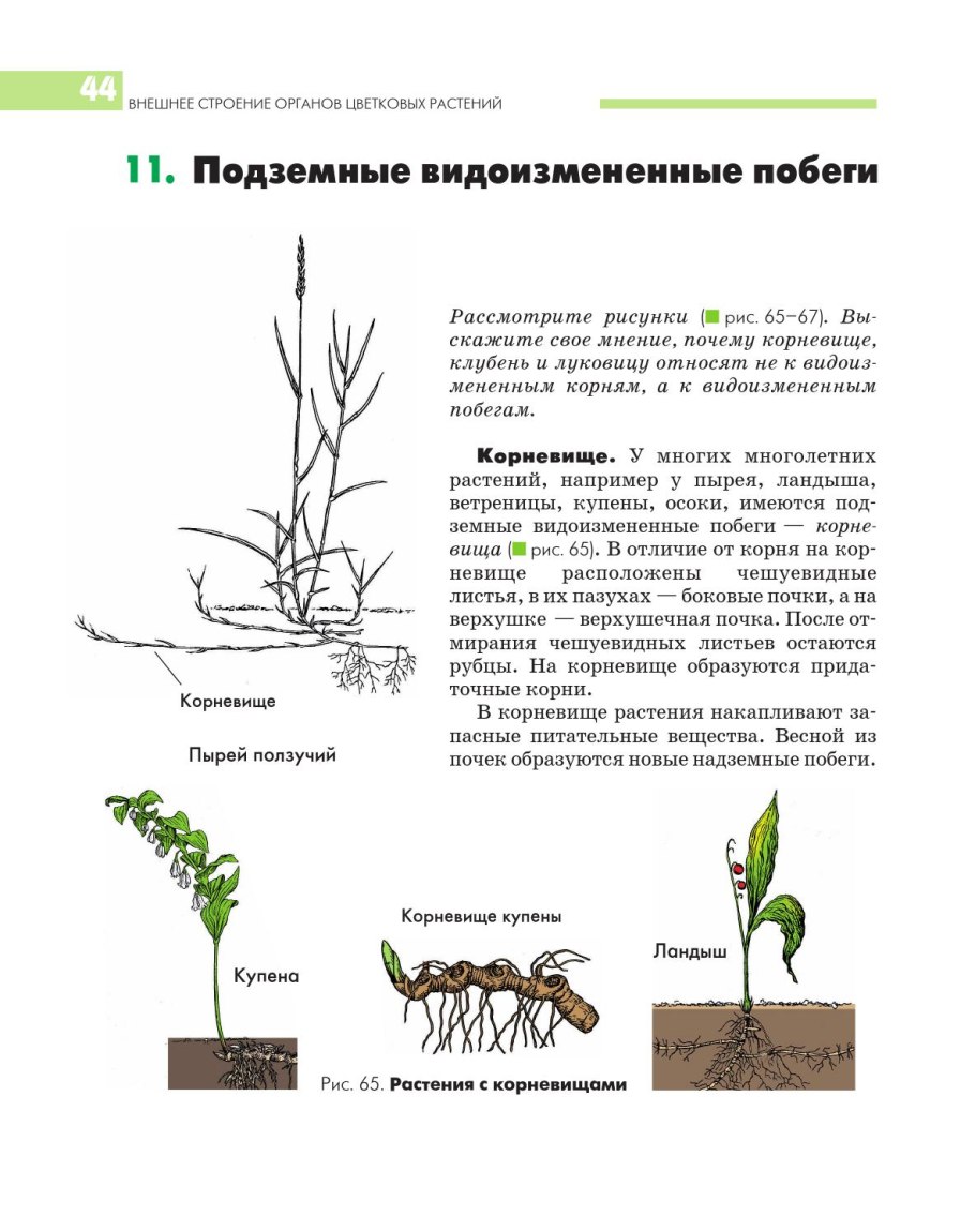 Корневище подземный побег