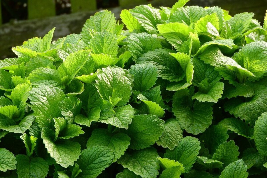 Мелисса Lemon Balm