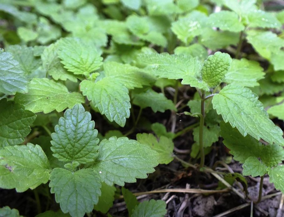 Мелисса лекарственная (Melissa officinalis)