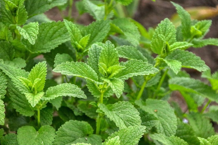 Мята перечная Lemon (Лемон)