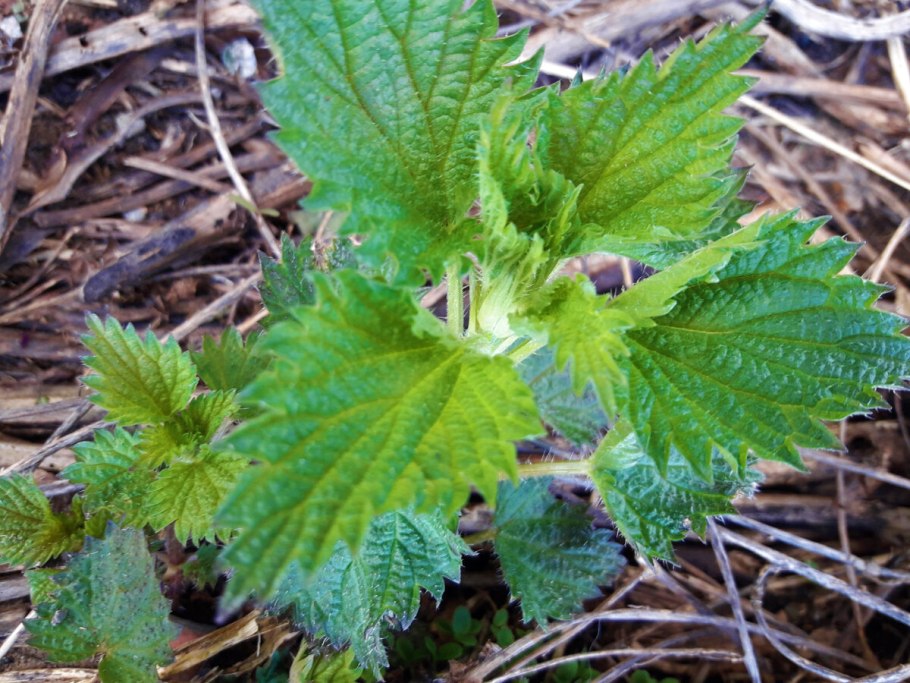 Крапива жгучая и двудомная