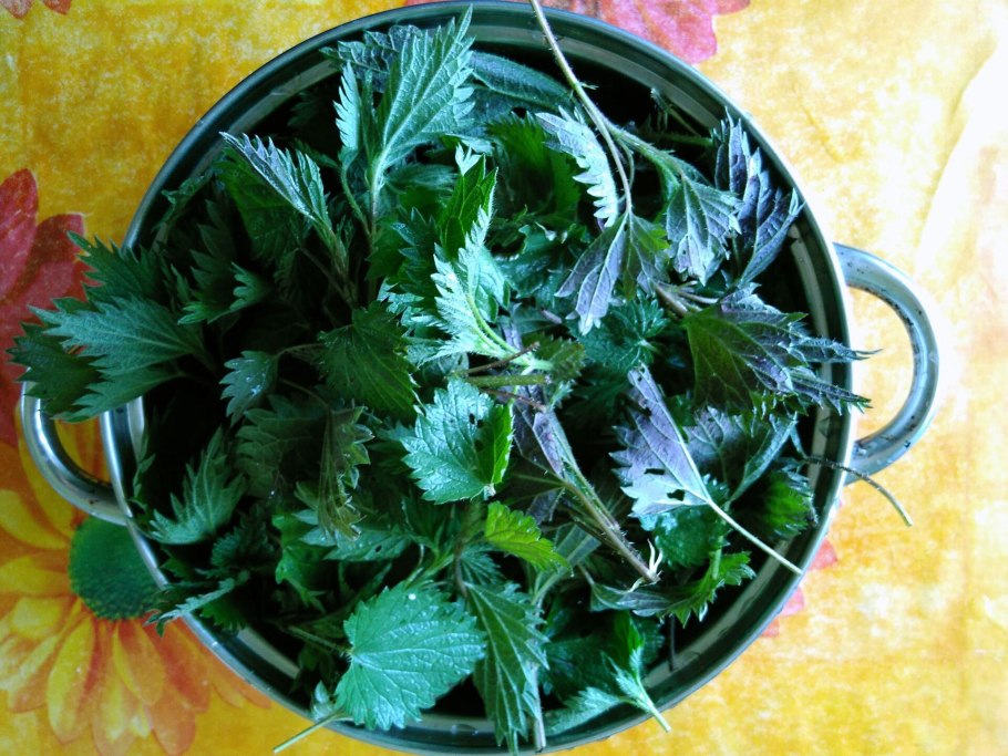 Цветки крапив Северо-Запада