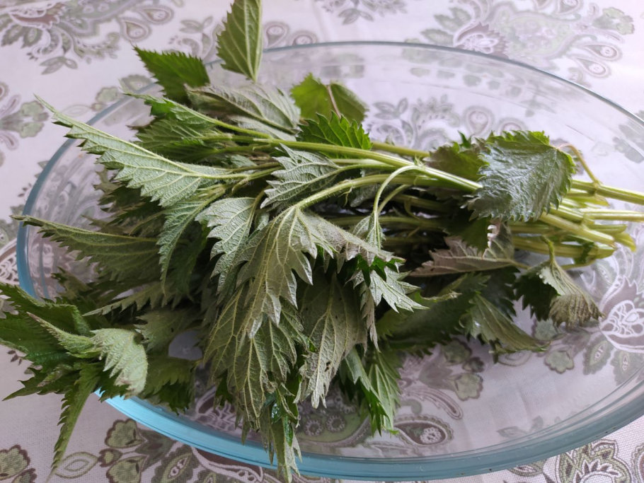 Слепая крапива слепая лечебные