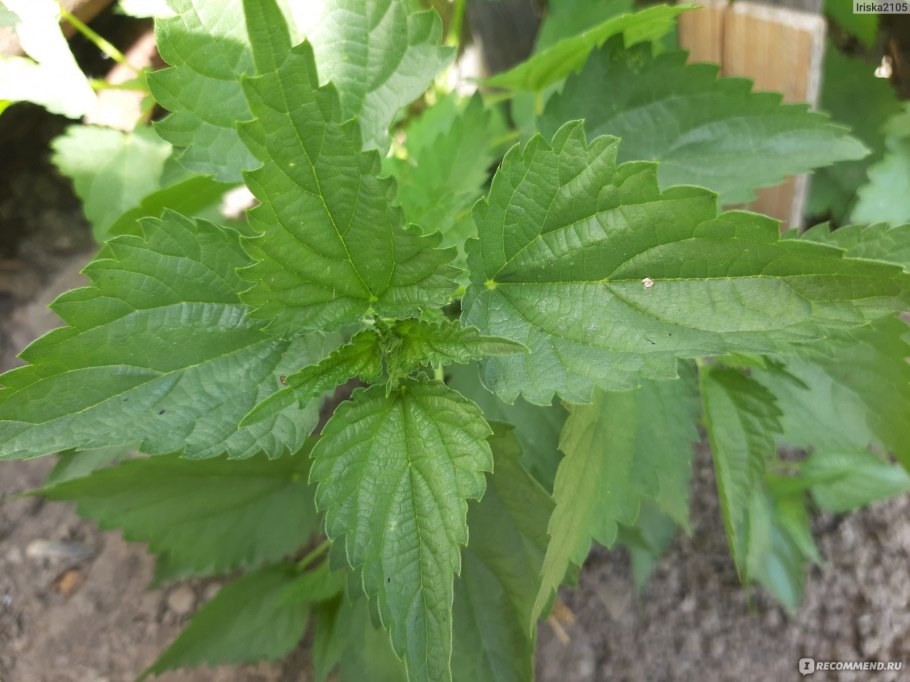 Крапивное масло