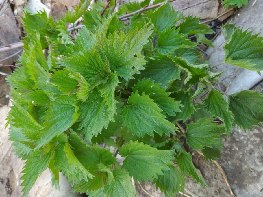 Обои на рабочий стол крапива