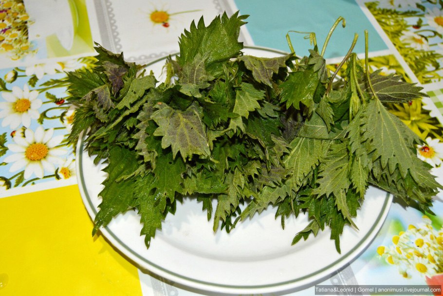 Крапива рами