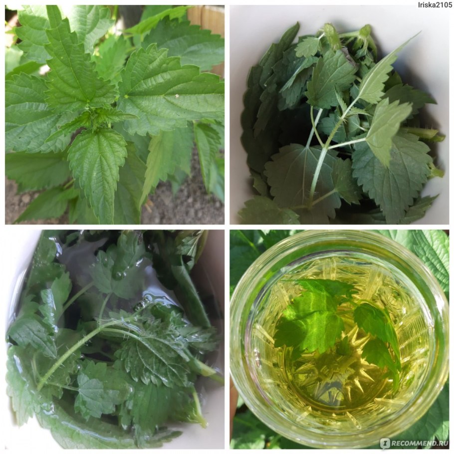 Покажите где яд крапивы