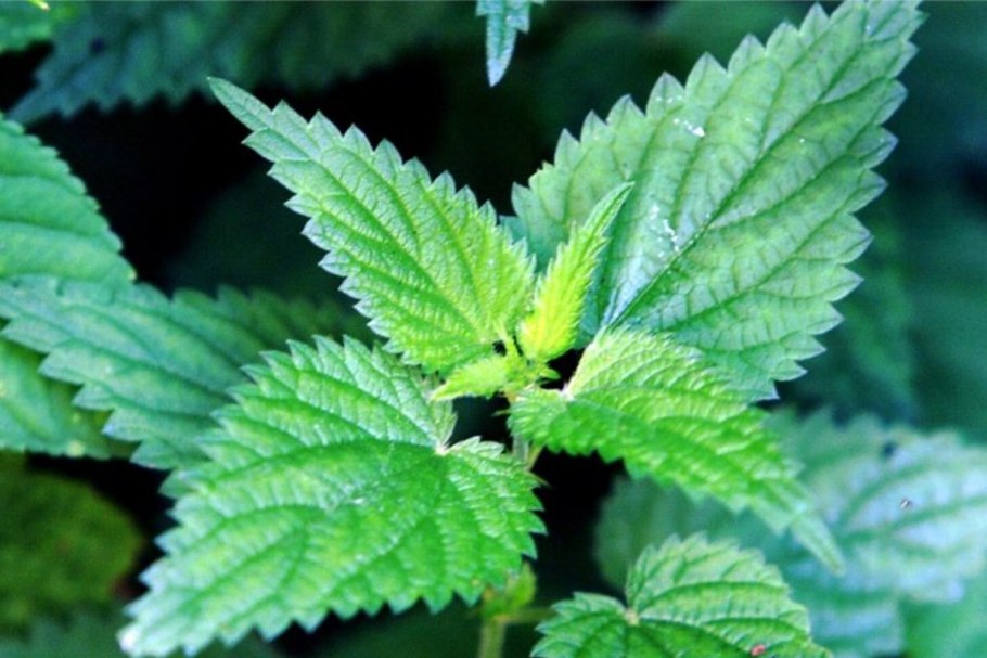 Бальзам наш сад алоэ армянский для волос