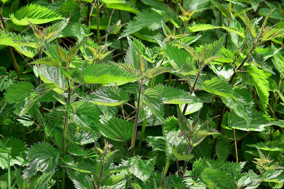 Ванны со свежей крапивой крапивой