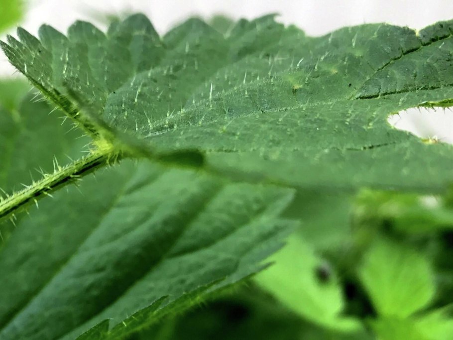 Плод крапивы