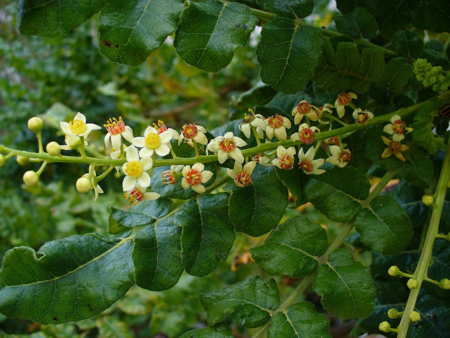 Растение Boswellia serrata