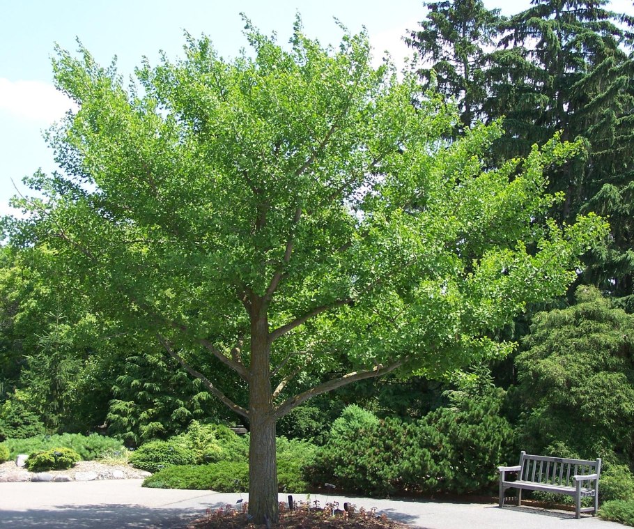 Гинкго Сора