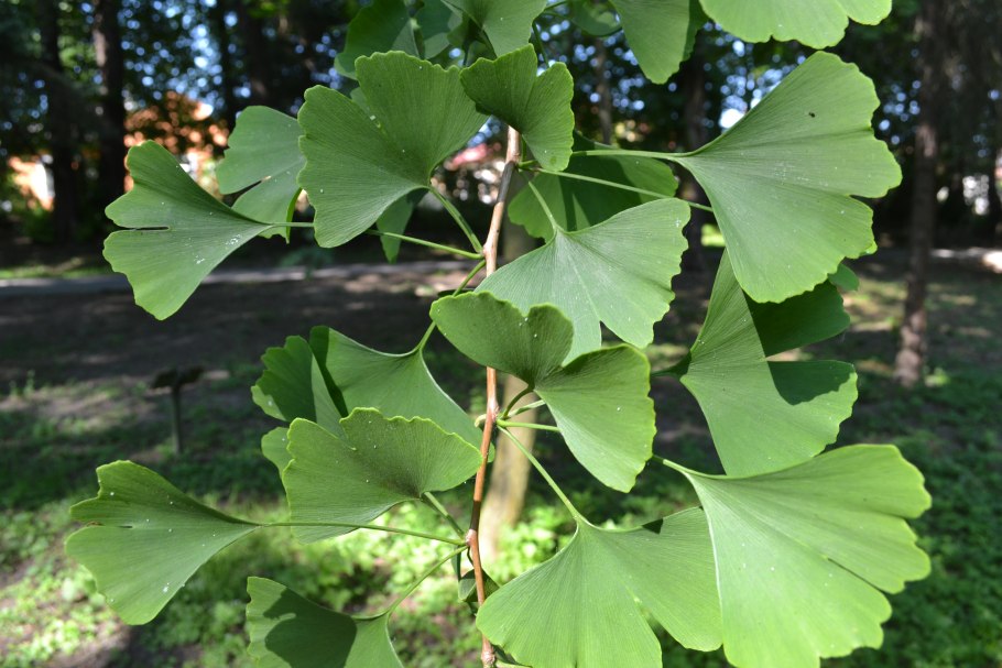 Гинкго дерево