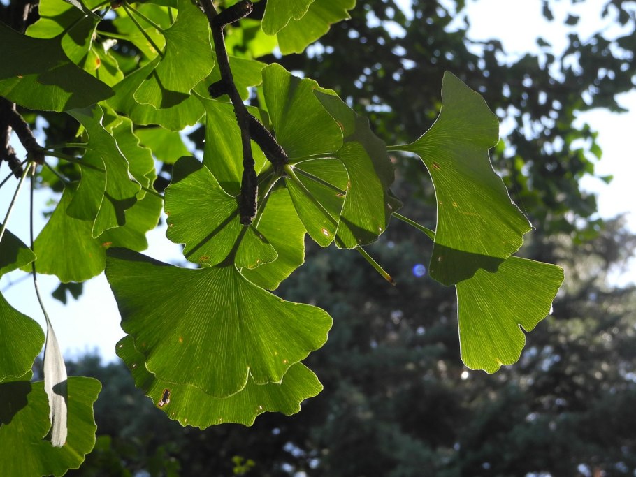 Проект Березки Галс