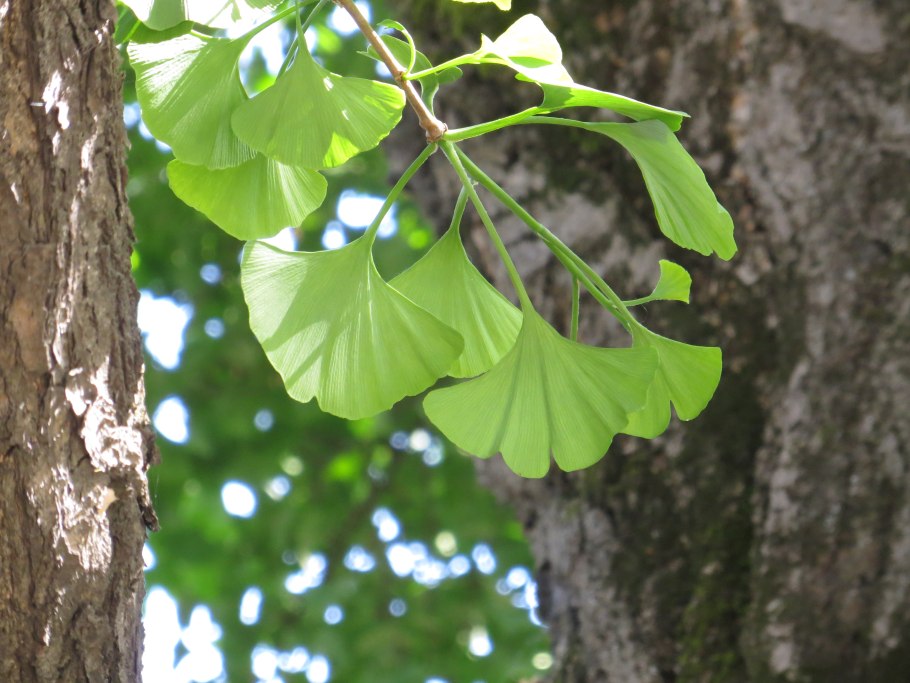 Гинкго билоба Вариегата (Ginkgo Biloba variegata)