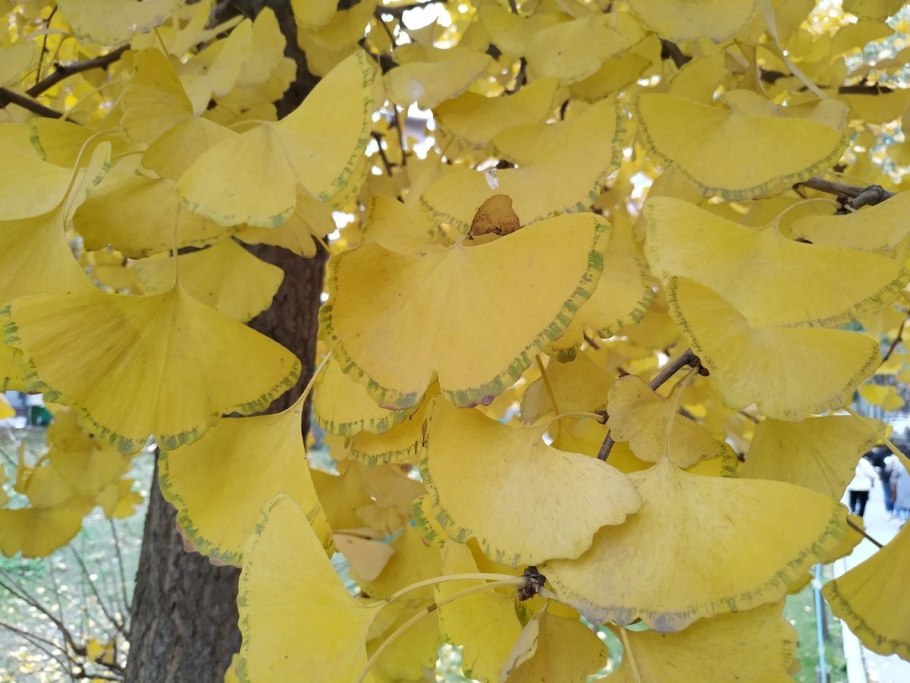 Гинкго двулопастный дерево