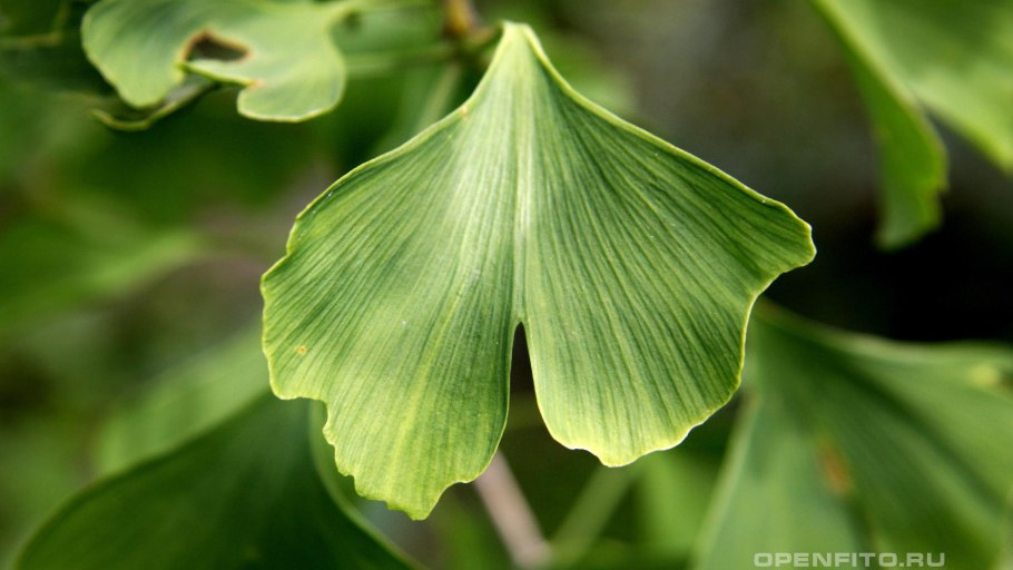 Гинкго билоба ягоды