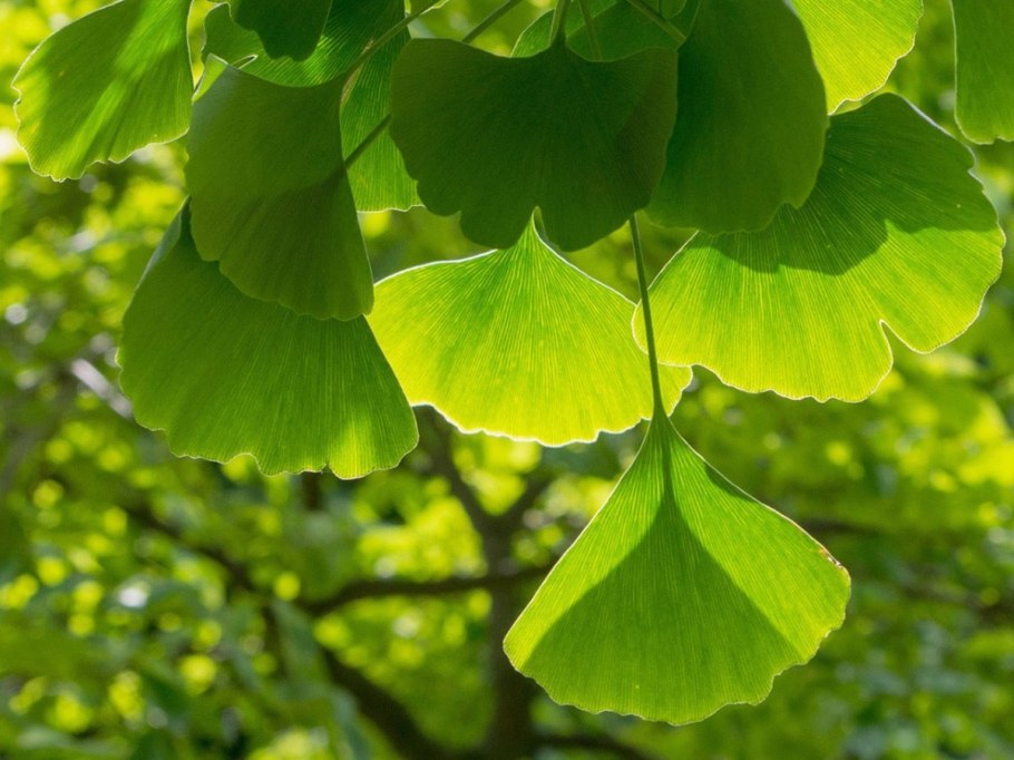 Гинкго на подоконнике