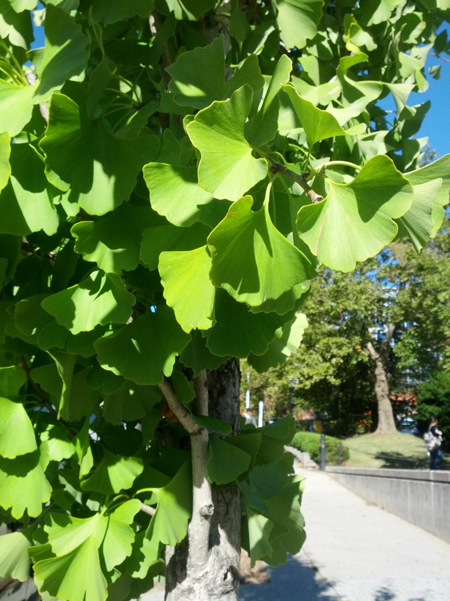 Гинкго билоба