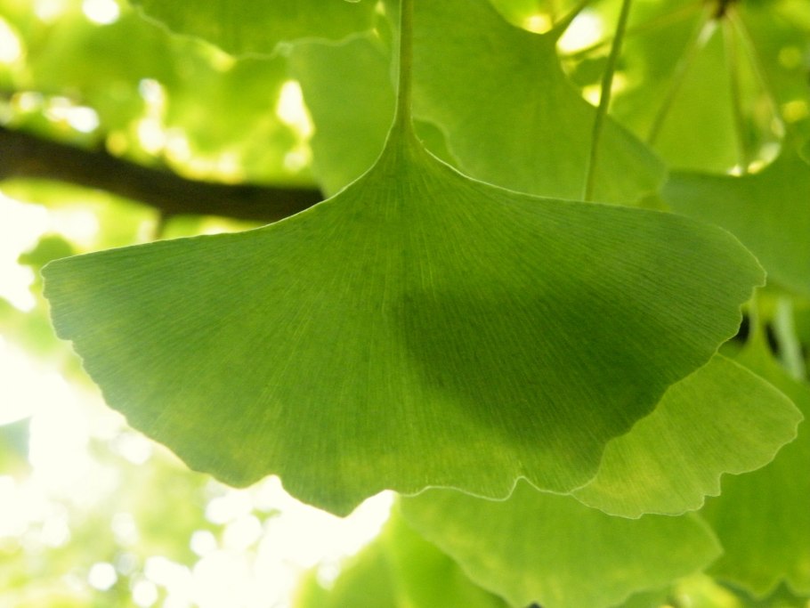 Решетка листья гинкго