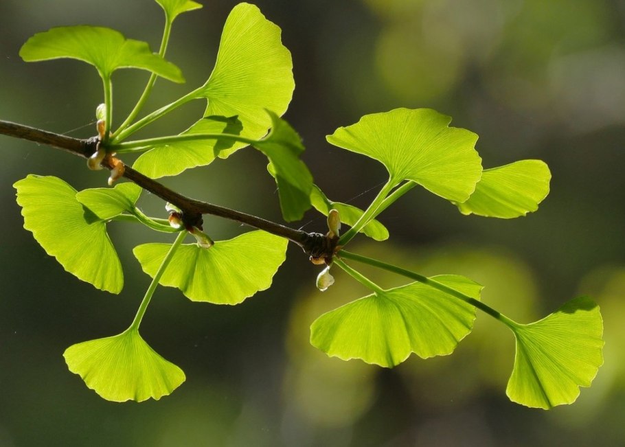 Green Ginkgo