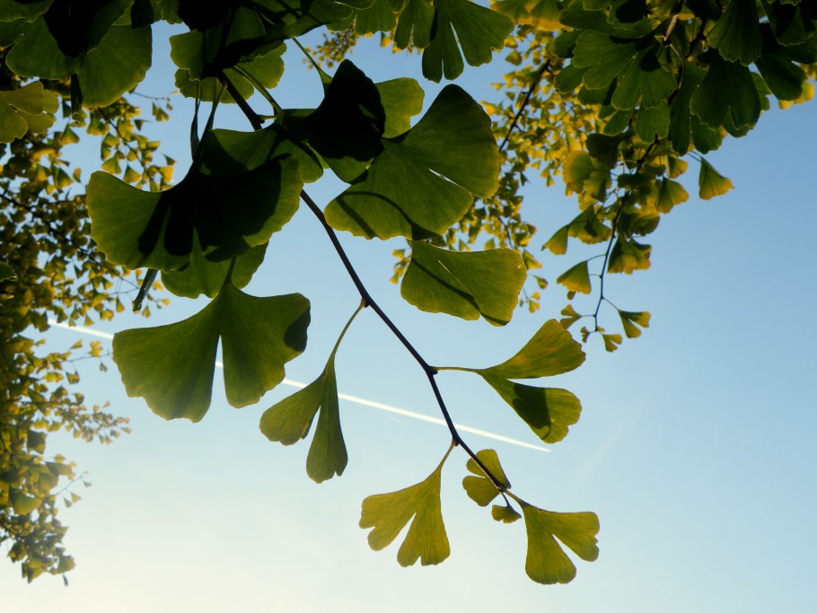 Ginkgo Biloba horizontalis