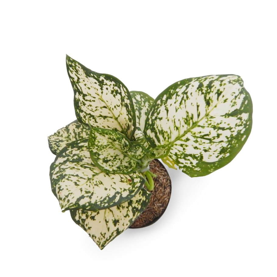 Аглаонема (Aglaonema)