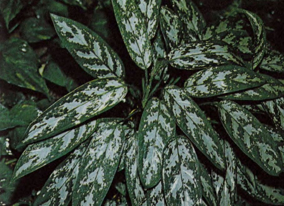 Аглаонема Расписная Aglaonema pictum