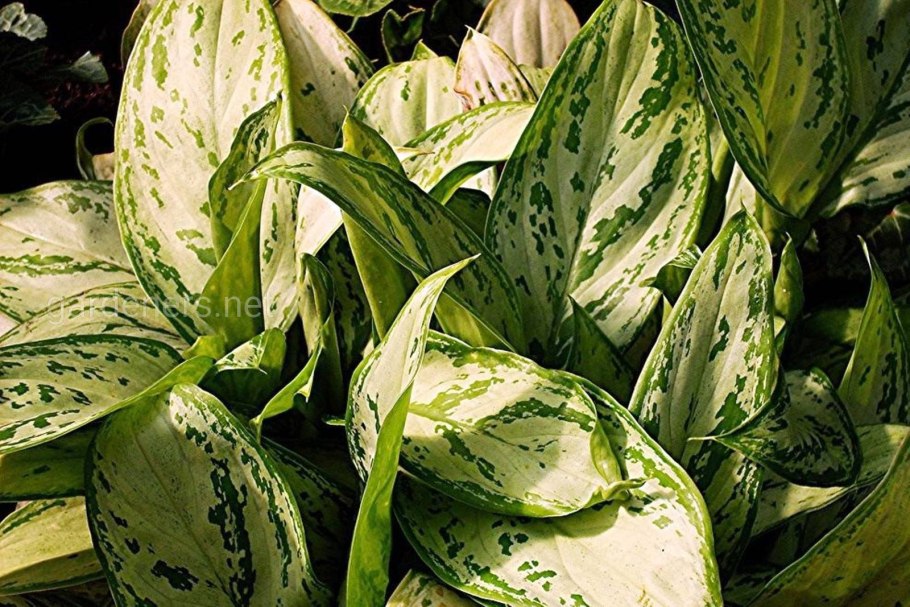 Аглаонема пятнистая