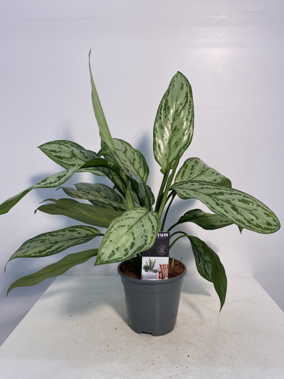 Аглаонема Сильвер Бэй фото