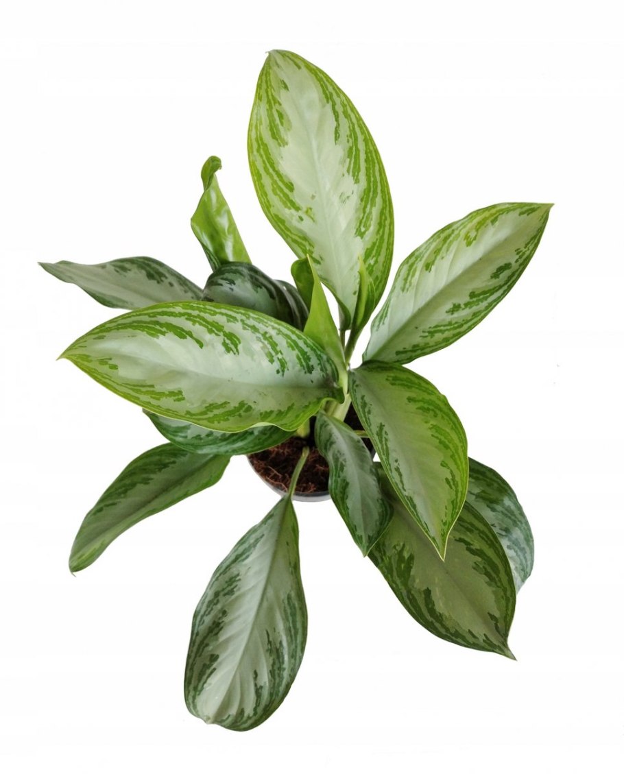 Аглаонема микс 35 на 12