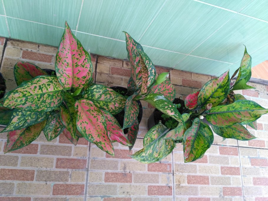 Аглаонема маранта