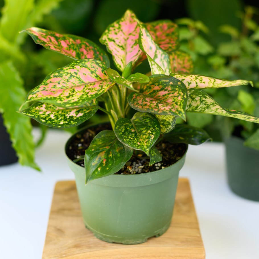 Аглаонема Ферст диамонд