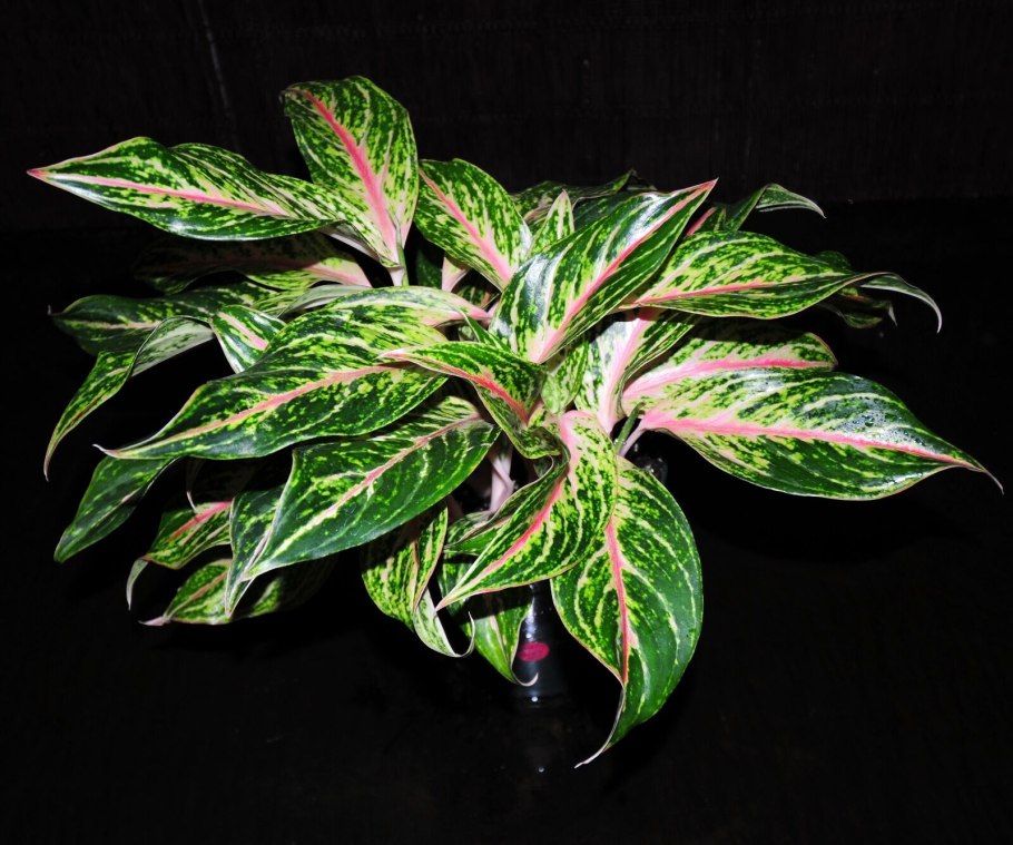 Аглаонема цветок