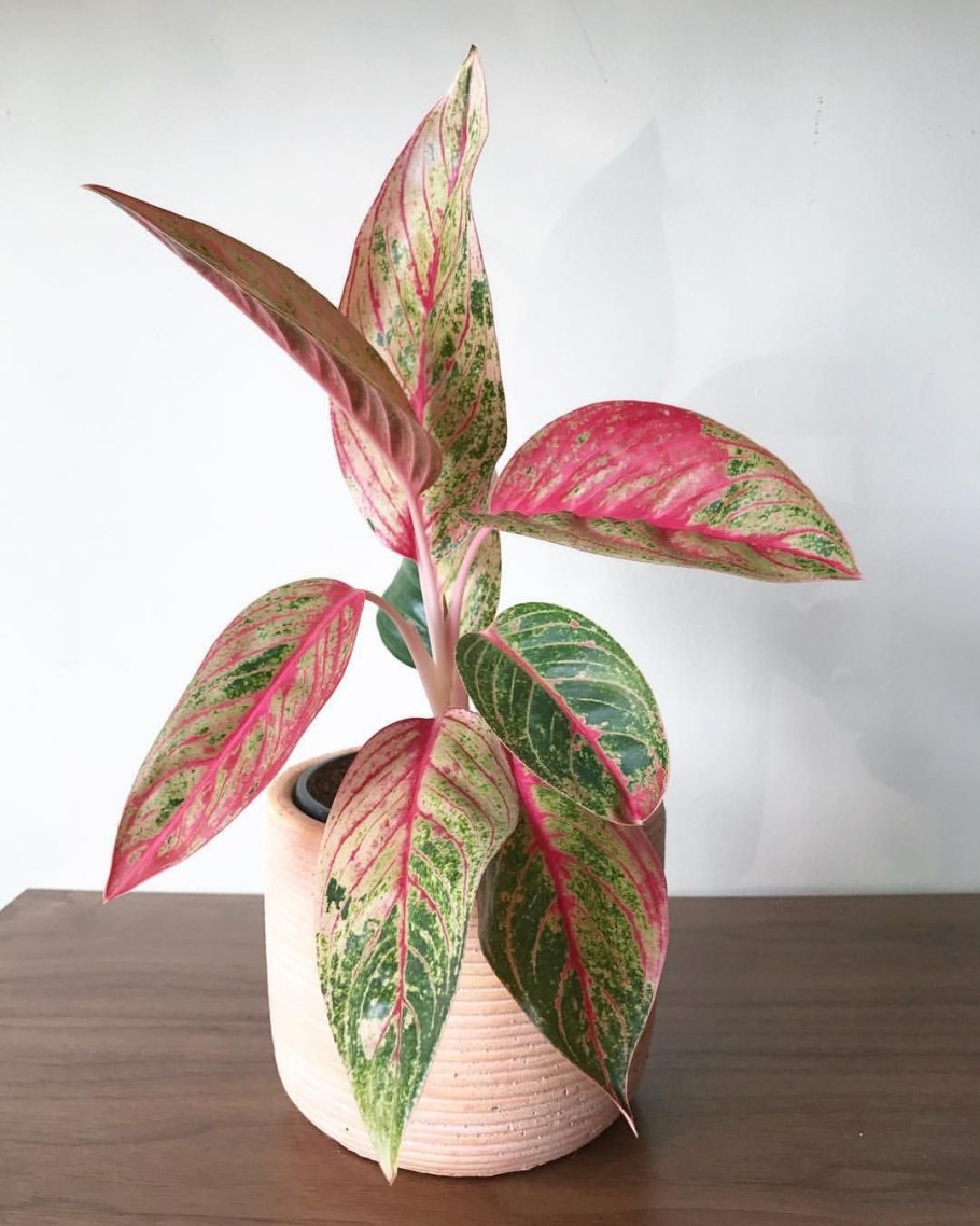 Аглаонема цветет