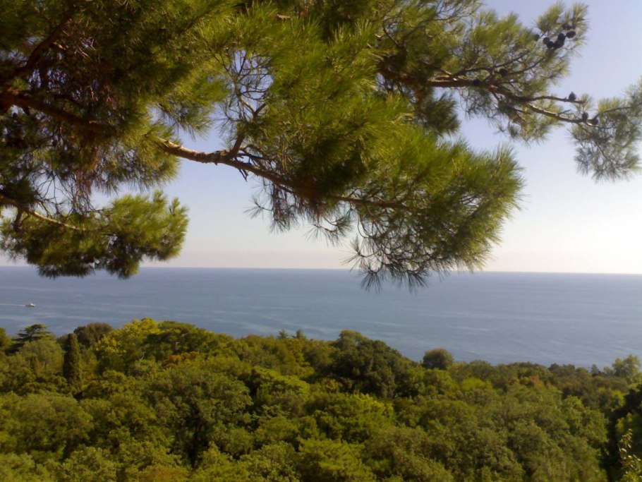 Прибалтийские сосны