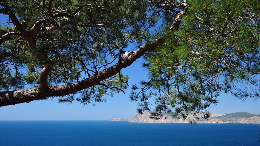 Пиния в Крыму